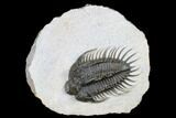 Spiny Comura Trilobite - Oufaten, Morocco #179624-5